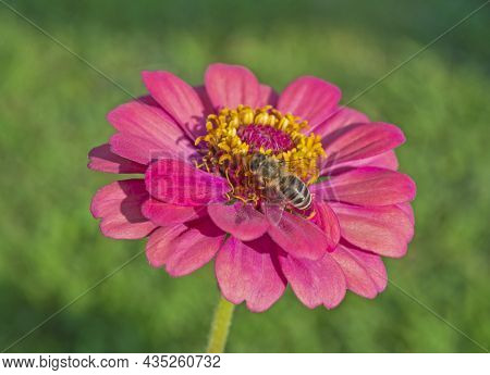 Close-up Detail Of A Honey Bee Apis Collecting Pollen From Stame On Yellow And Pink Dahlia Flower In