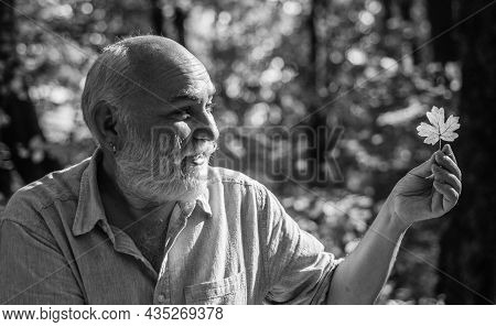 Fallen Leaf. Pensioner Hold Autumn Leaf Outdoors. Elderly Man Look At Yellow Leaf In Woodland. Leaf 