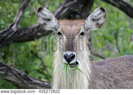 Female African Antelope Waterbuck Or Kobus Ellipsiprymnus Eats Grass. Portrait Of A Female Kobus Che