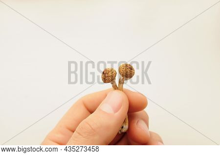 Psilocybe Cubensis Mushrooms In Man's Hand On White Background. Psilocybin Psychedelic Magic Mushroo