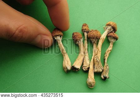 Psilocybe Cubensis Mushrooms In Man's Hand On Green Background. Psilocybin Psychedelic Magic Mushroo