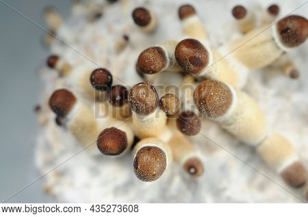Mycelium Of Psilocybin Psychedelic Mushrooms Golden Teacher. Macro View, Close-up. Micro-dosing Conc