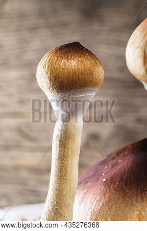 The Mexican Magic Mushroom Is A Psilocybe Cubensis, Whose Main Active Elements Are Psilocybin And Ps
