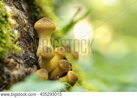 Mushrooms tree trunk Closeup Nature Macro plant Nature background trees Nature background Nature background Mushroom Nature autumnal Nature background Nature background Autumn forest Nature background outdoor Nature background Nature background.