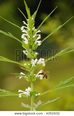 Leucas Aspera Flower With Bee