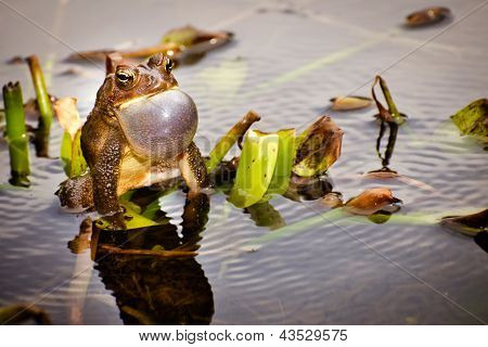 Bronze Frosch, Lithobates Clamitans Clamitans, Paarungsverhalten anrufen