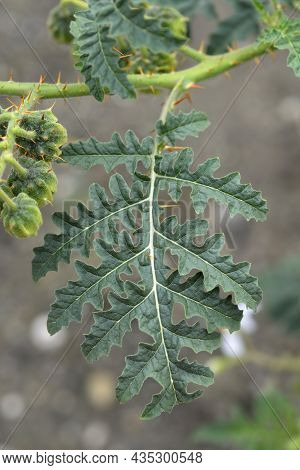 Sticky Nightshade Leaf - Latin Name - Solanum Sisymbriifolium