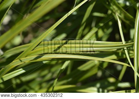 Japanese Sedge Everlime - Latin Name - Carex Oshimensis Everlime