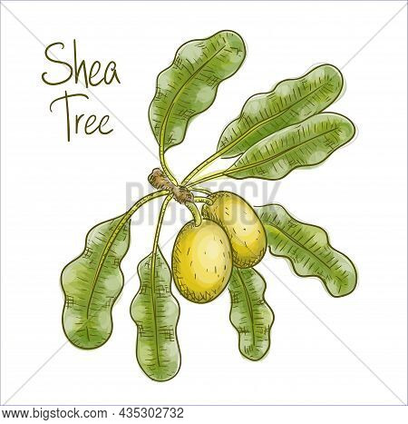 Vitellaria Paradoxa Or Shea Tree, Shi Tree. Vector Illustration.