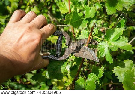 The Gardener Cuts Branches With A Pruner In The Garden. Caring For Agrus Or Currant Bushes