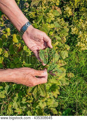 Gardener Shows Disease Of Red And Black Currants, Infection With Gallic Aphids Anthracnose
