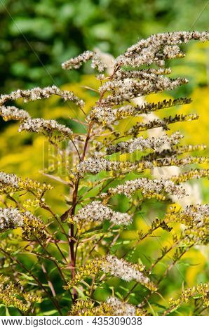 Selective Focus Inflorescences Of Dry Grass On Green And Yellow Background With Copy Space. Natural 