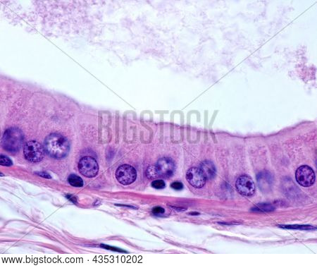 Columnar Simple Epithelium Of An Apocrine Sweat Gland. Some Secretory Granules Are Located Above The
