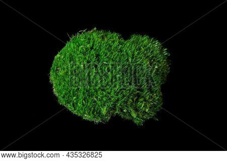 Moss Dicranum Scoparium On A Black Background. Dicranum Scoparium, The Broom Forkmoss, Is A Species 