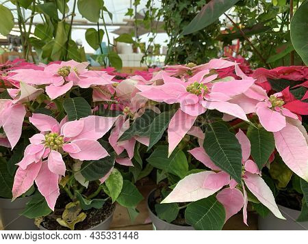House Plant With A Rosette Of Pink Leaves Poinsettia Fairest Or Christmas Star