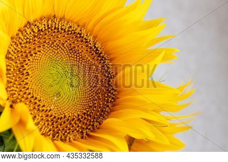 Sunflower Helianthus Annuus Close-up With Copyspace. Sunflower Seeds. Beautiful Yellow Sunflower Pet