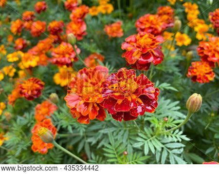 Background Of Beautiful Flowers Of Marigolds Erect (tagetes Erecta). Red Flowers Of Tagetes Erecta
