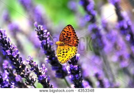 Schmetterling auf lavendar