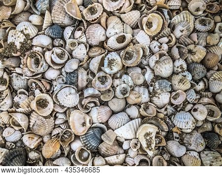 Bunch Of Seashells On The White Sand Beach