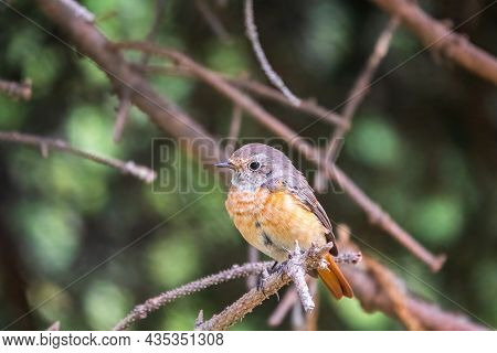 The Common Redstart Female, Phoenicurus Phoenicurus, Is Photographed In Close-up Sitting On A Branch