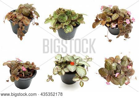 Episcia Cupreata House Plants Isolated On White Background
