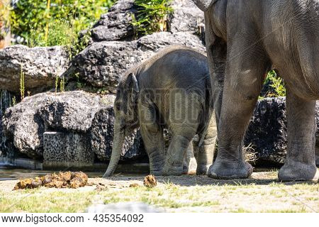 The Asian Elephant, Elephas Maximus Also Called Asiatic Elephant, Is The Only Living Species Of The 