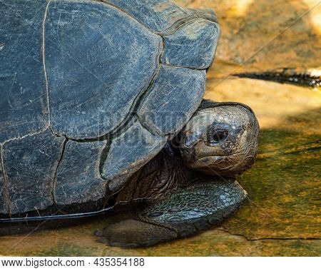 Aldabra Giant Tortoise, Curieuse Marine National Park, Curieuse Island, Seychelles