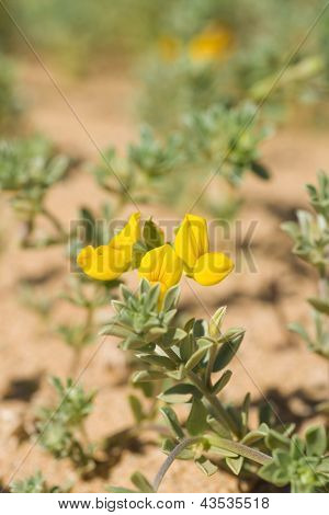 ดอก Creta Trefoil