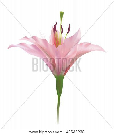 Lily flower