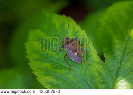 Forest Bug Or Red-legged Shieldbug, Pentatoma Rufipes