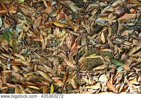 The Leaves Piled Up On The Floor
