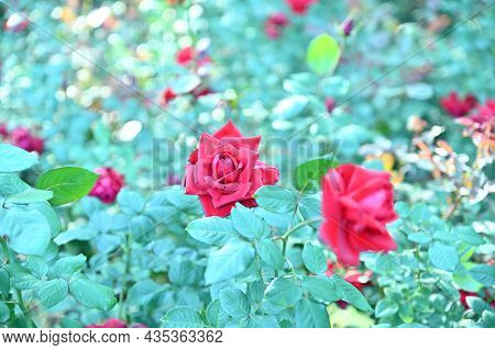 A Rose That Blooms Beautifully In The Rose Garden