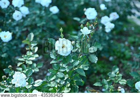 A White Rose And A Bee Sitting On It