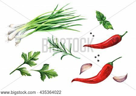 Set Of Herbs, Spices -  Garlic, Rosemary, Basil, Parsley, Green Onions. Watercolor Illustration