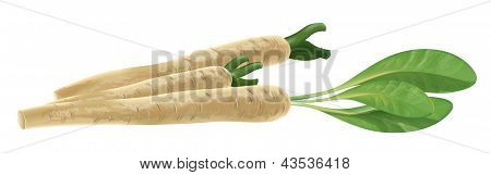 Horseradish