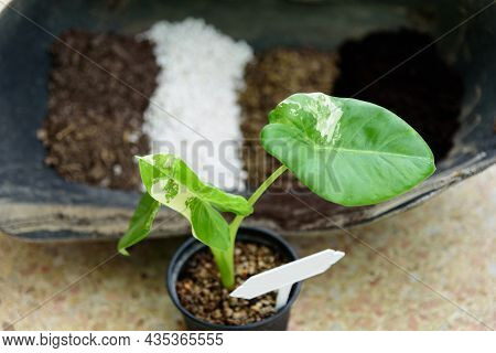 Closeup To Little Fresh Alocasia Macrorrhizos In The Pot