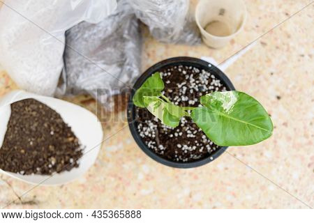 Closeup To Little Fresh Alocasia Macrorrhizos In The Pot