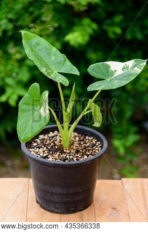 Closeup To Little Fresh Alocasia Macrorrhizos In The Pot