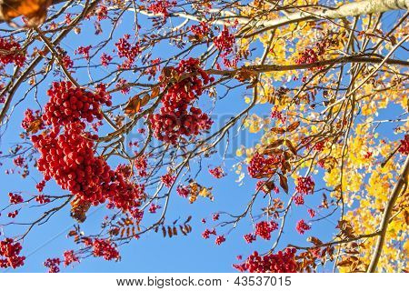 Rowan tree i niebieski niebo w słoneczny dzień