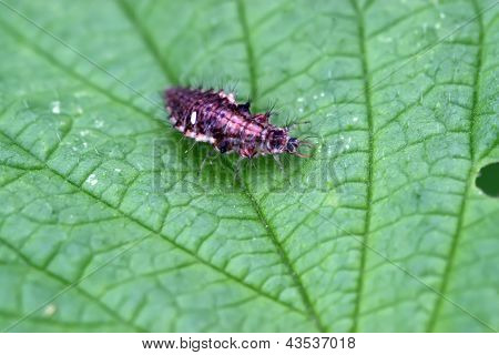 Chrysopa insekter larver