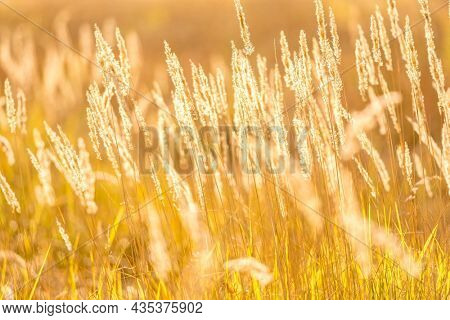 Cereal field with yellow ripe spikelets closeup with blurred background. Wheat grain in farmaland with beautiful sunlight