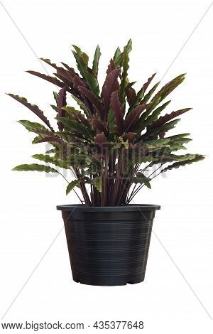 Calathea Rufibarba Fenzl Or Furry Feather Calathea In Black Plastic Pot It Is An Air Purifying Plant
