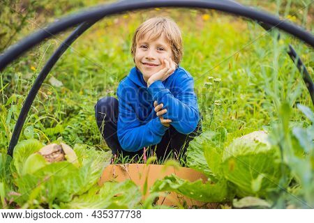 Boys In The Vegetable Garden. Homeschooling, Natural Education Of Children, Unschooling