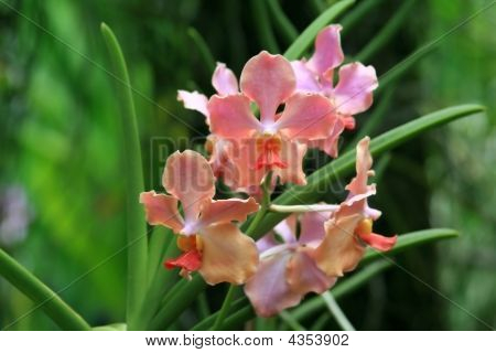 Vanda orchidea