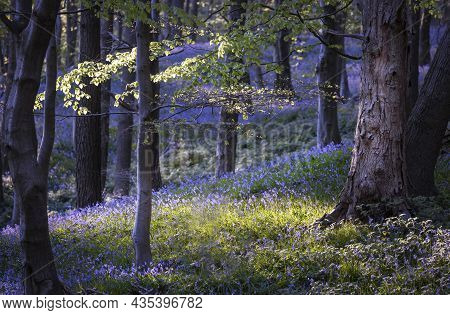 Evening Light Over The Bluebells In Ten Acre Wood Near Margam County Park, Port Talbot, South Wales,
