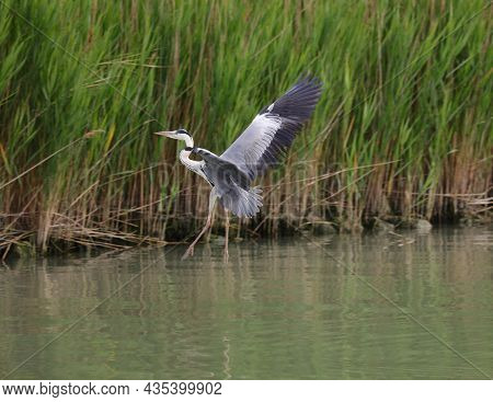 Huge Gray Heron Flying Over The River Near The Mouth