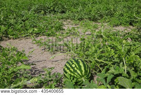 Large Watermelon In A Sandy Field With Green Leaves During Ripening In The Summer