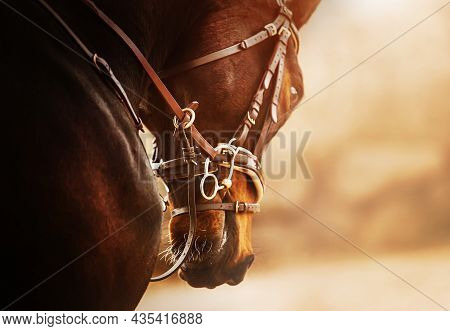 Portrait Of A Beautiful Bay Horse With A Leather Bridle And A Snaffle On Its Muzzle, Which Jumps On 