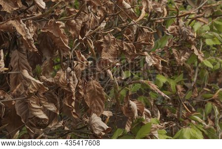 Copper Beech (fagus Sylvatica Atropurpurea). Seasonal Change The Color. Close-up