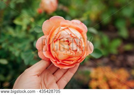 Orange Salmon Rose Lady Of Shalott Blooming In Summer Garden. English Austin Selection Roses Flowers